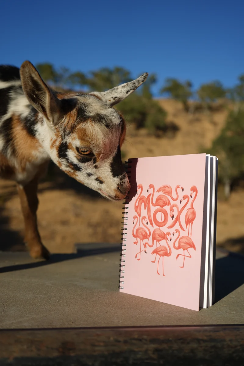 Moxi Flamingo Trick Book